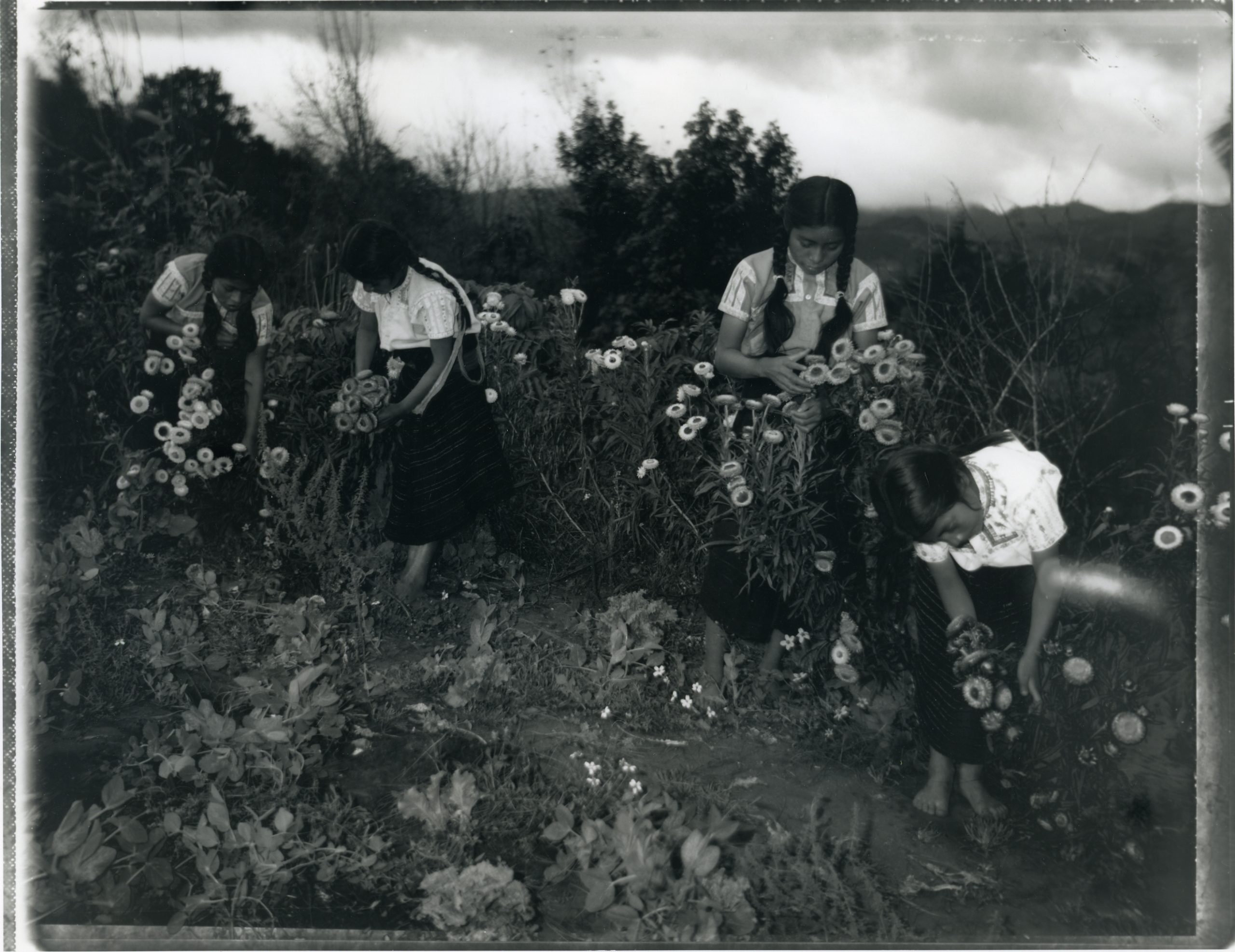 A black and white photograph of four Mexican girls picking wildflowers.