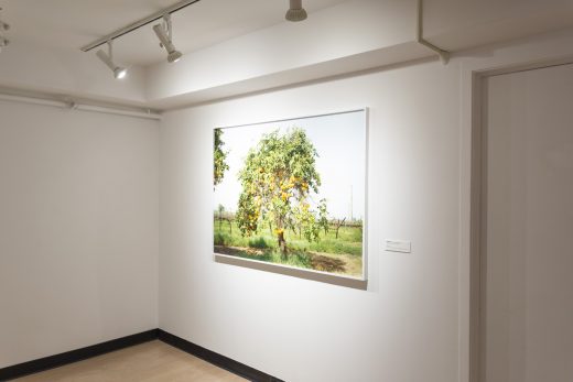 Installation with a large photograph depicting a citrus tree.