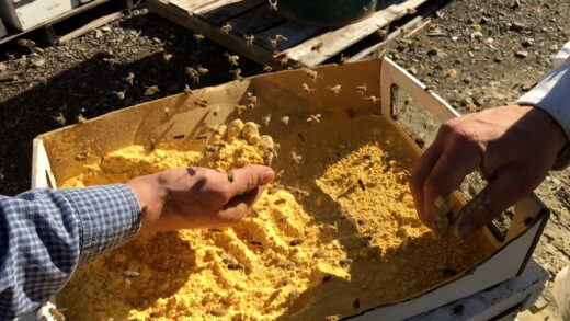 Bees hover around a golden colored substance in a box